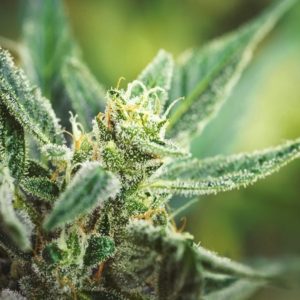 CANNABIS / WEEDS